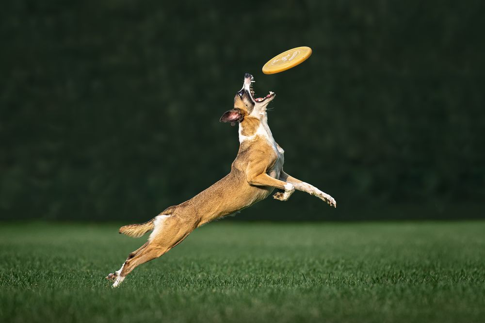 Фотография автора Krisztián Csalami