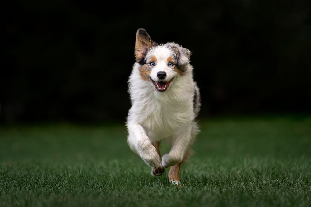 Фотография автора Krisztián Csalami