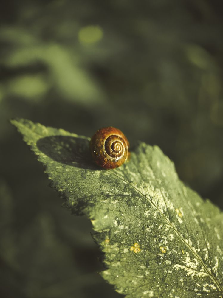 Фотография автора Марина Алексеевская