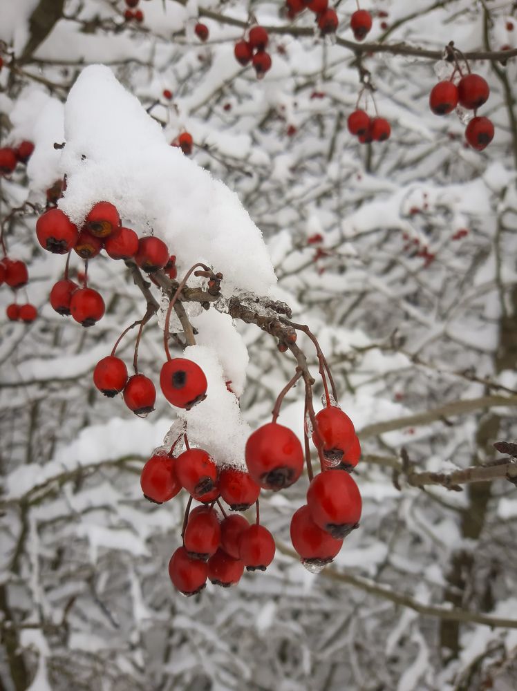 Photograph by Юлия Закопайло