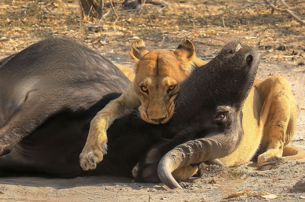 Photograph by THEODORE MATTAS