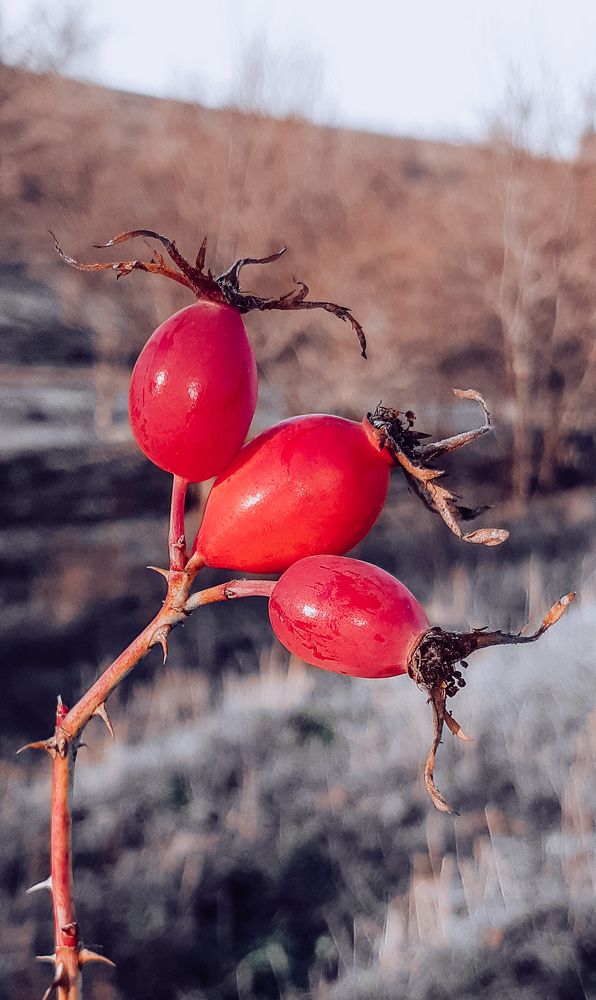 Photograph by Елена Твардовськая