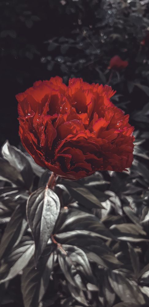 Photograph by Елена Твардовськая