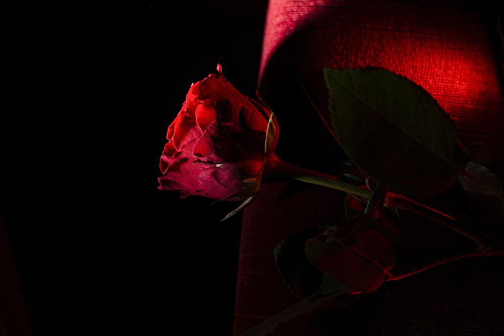 Photograph by Запылаева Анна