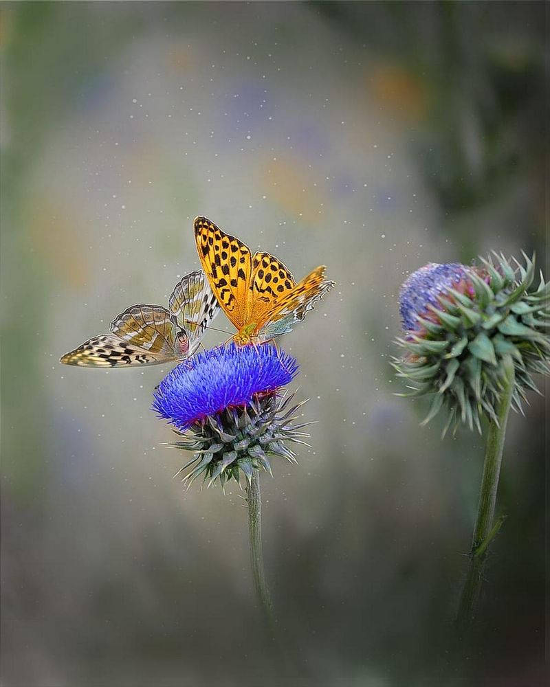 Фотография автора Александр Степочкин