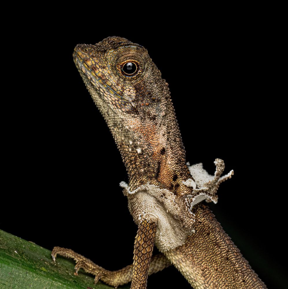 Dusky Earless Agama