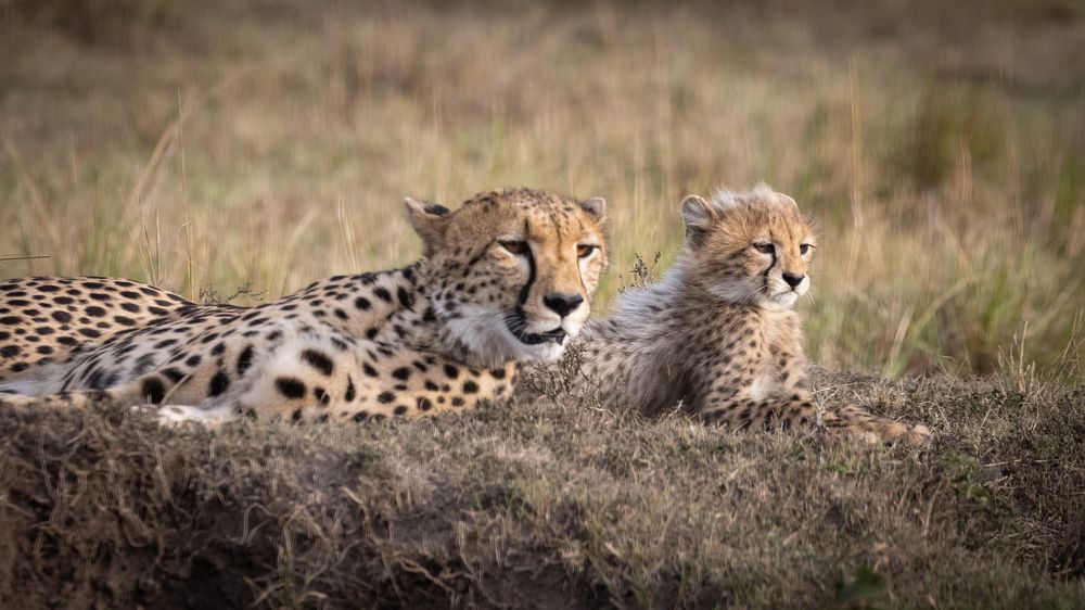 Photograph by Roman Bevzenko