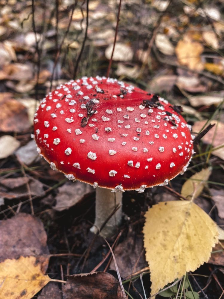 Photograph by Евгения Решетникова