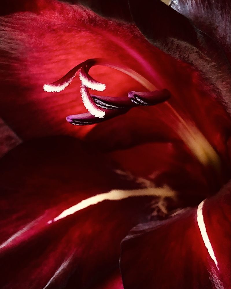 Photograph by Halina Mitsevich