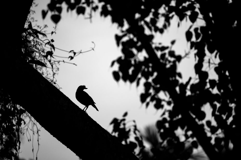 Photograph by Sourav Ganguli