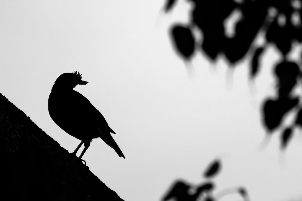 Photograph by Sourav Ganguli