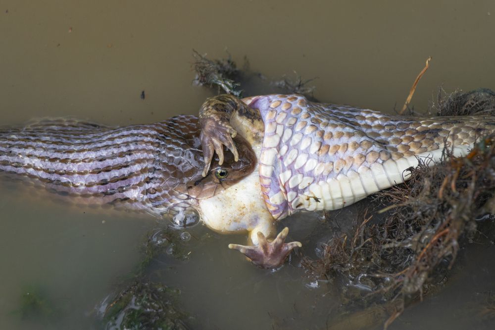 two snakes' dining table