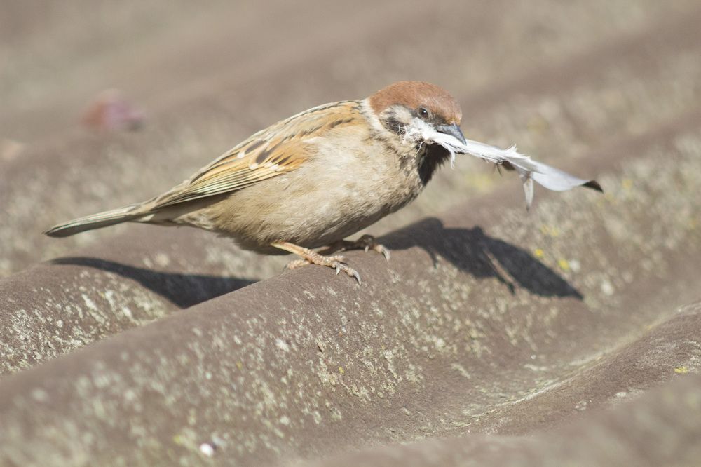 Photograph by Алексей Борисов