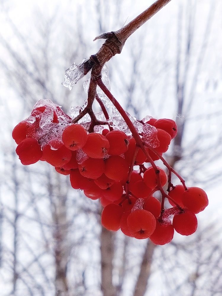 "Радость, восстающая из тягот"...