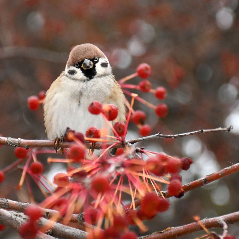 Задумчивый воробышек