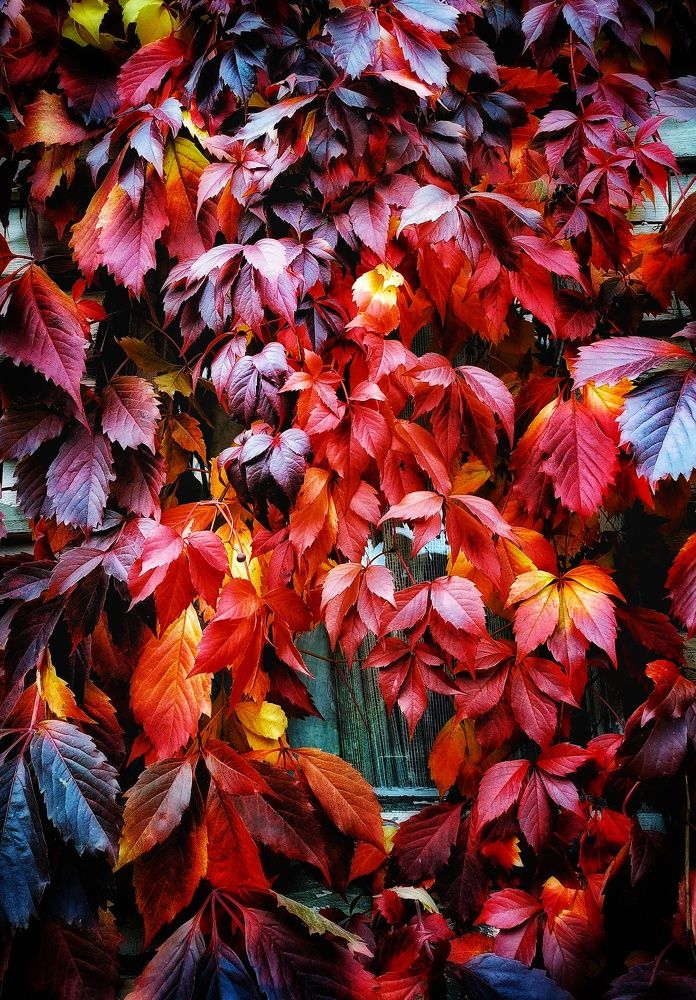 Photograph by Елена Артёменко