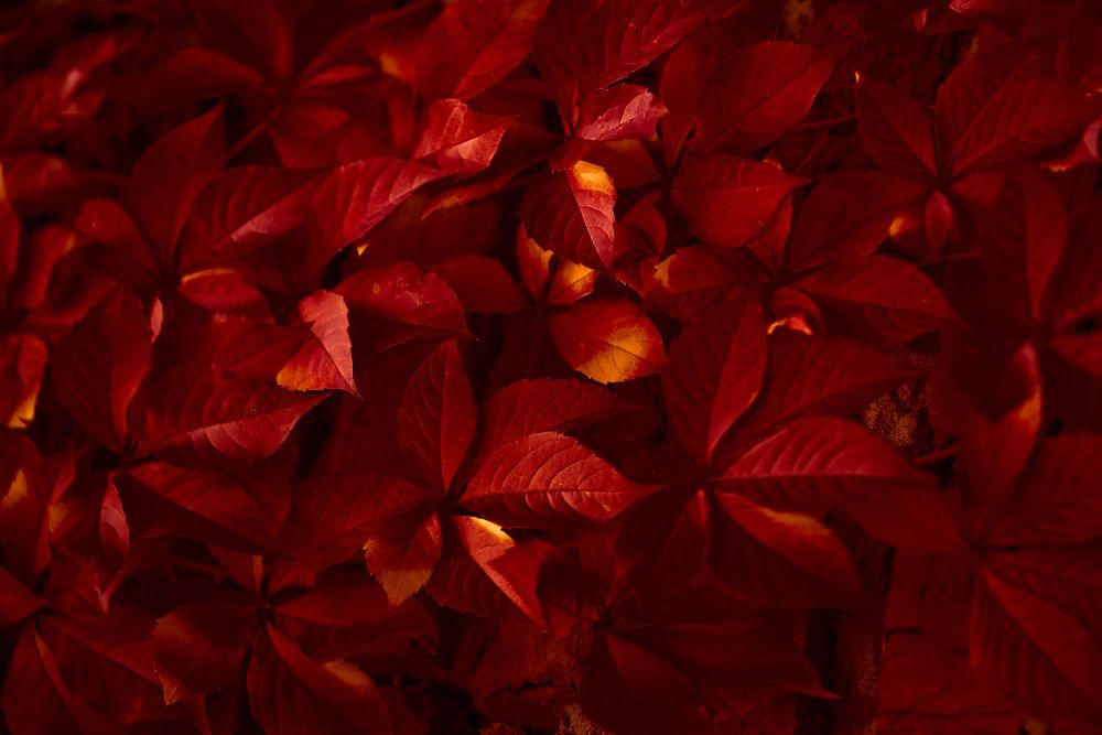 Photograph by Андрей Халемонец