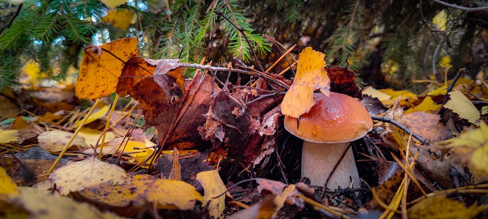 Photograph by Владимир Коновалов