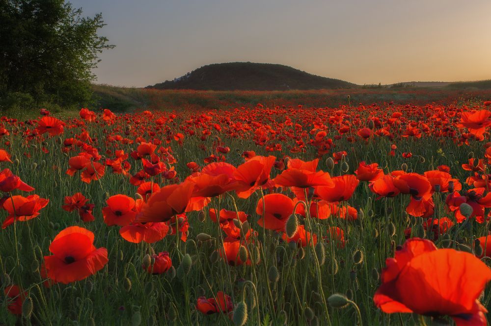 Фотография автора Дмитренко Екатерина