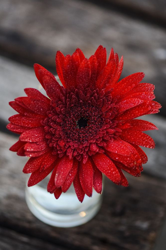 Фотография автора Dipayan Debbarma