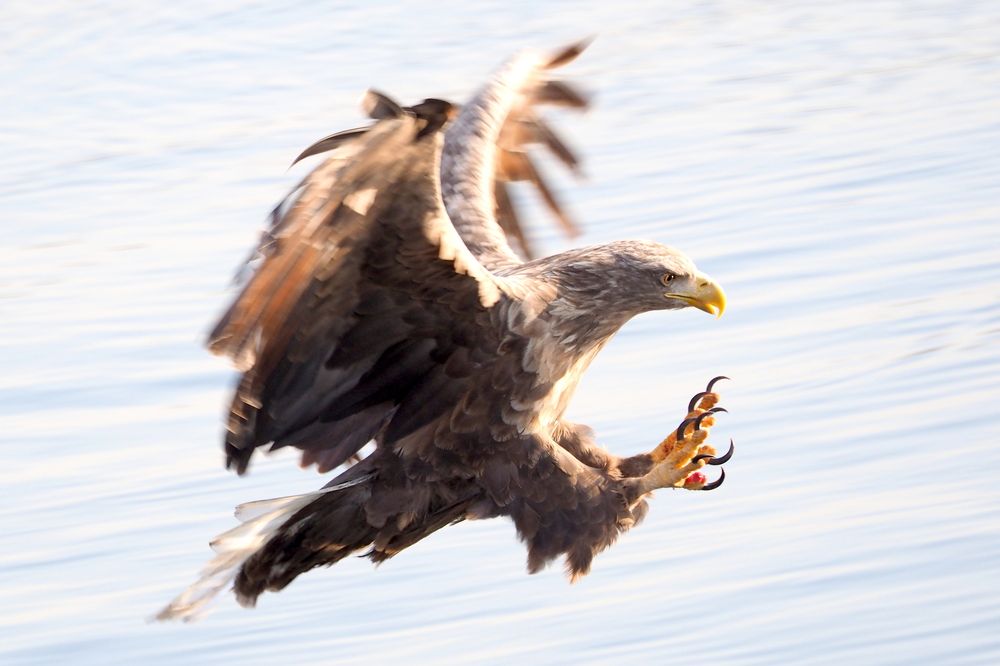 Photograph by Markov Alexander