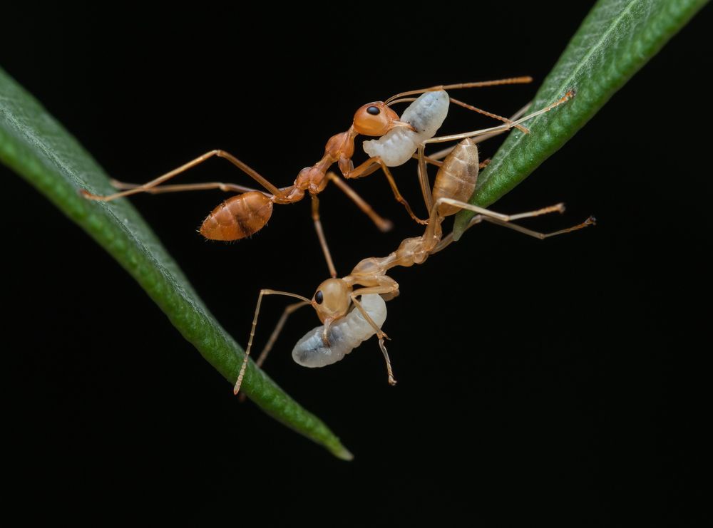 Фотография автора Padmanava santra