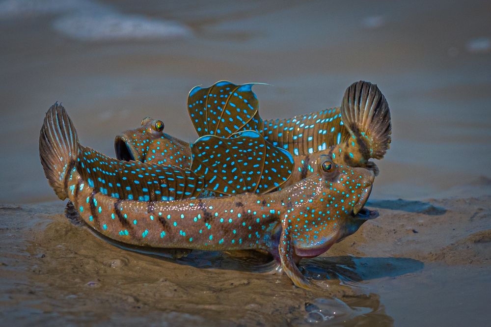 Photograph by Hemant Kothikar