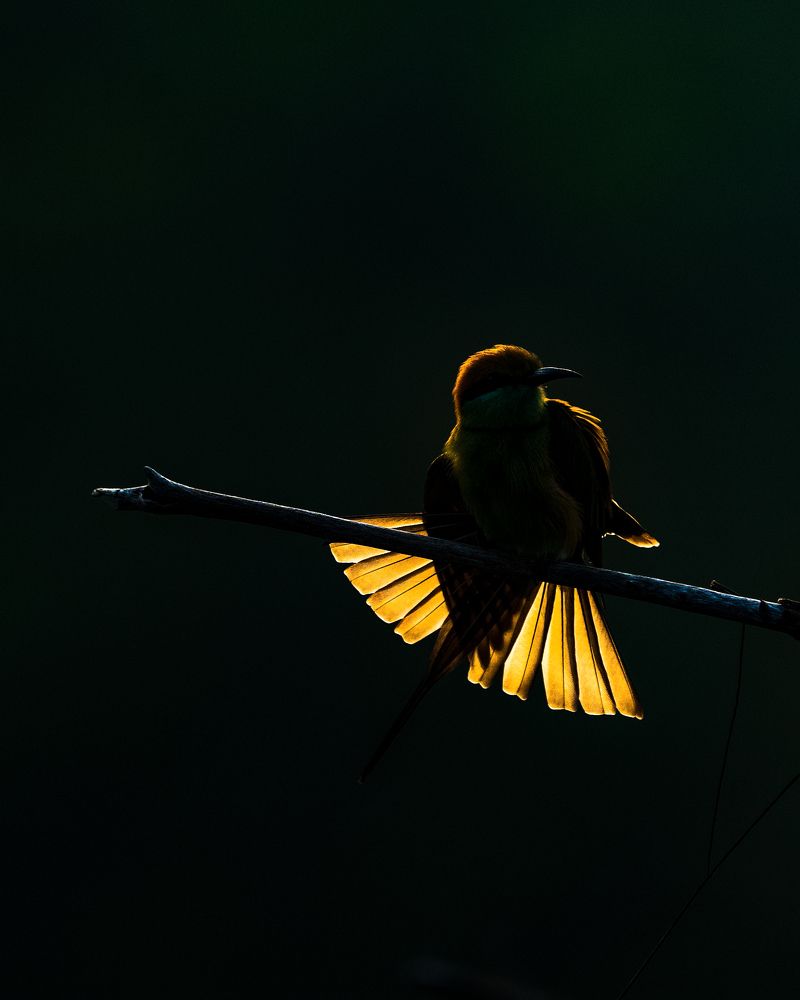 Photograph by Sandeep G S