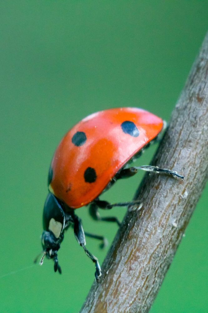 Photograph by hobbit