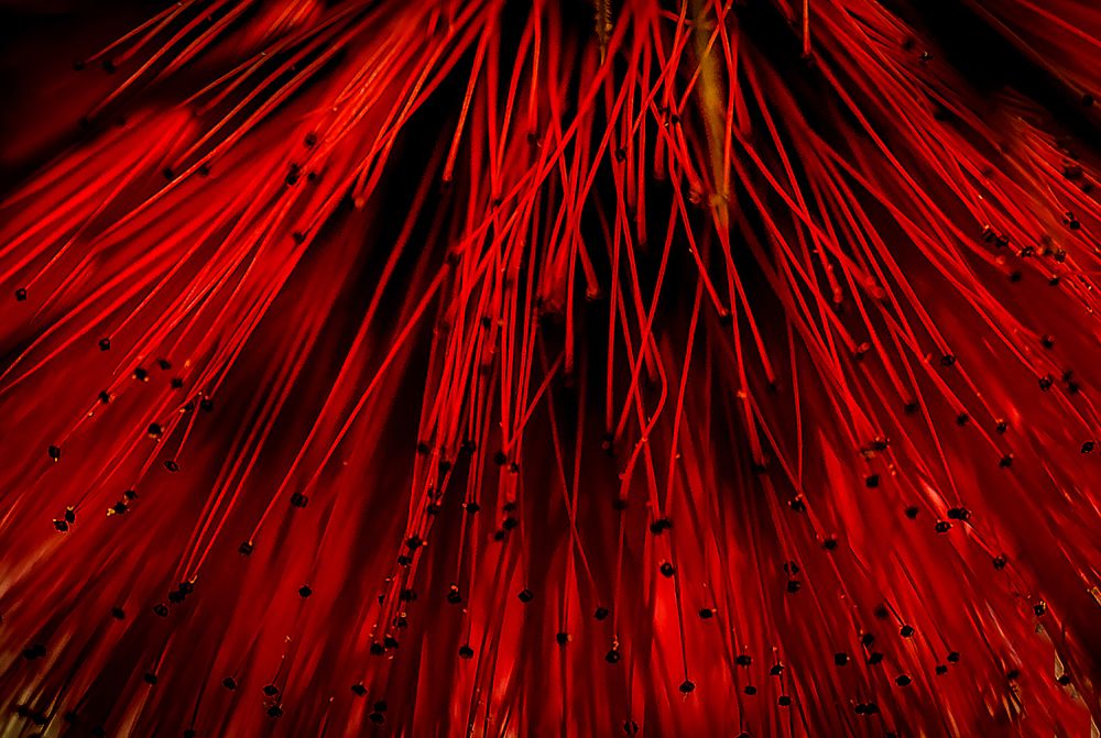 Photograph by Judit Mikol