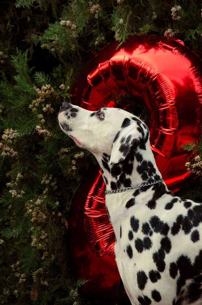 Photograph by Алина Петрушенко