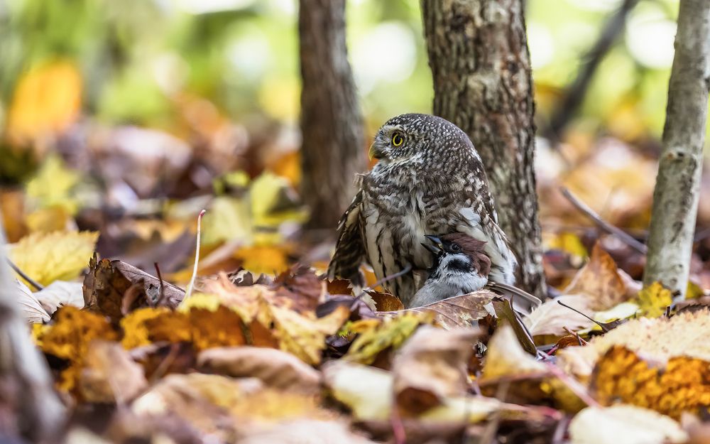 Фотография автора Victor Dubinkin