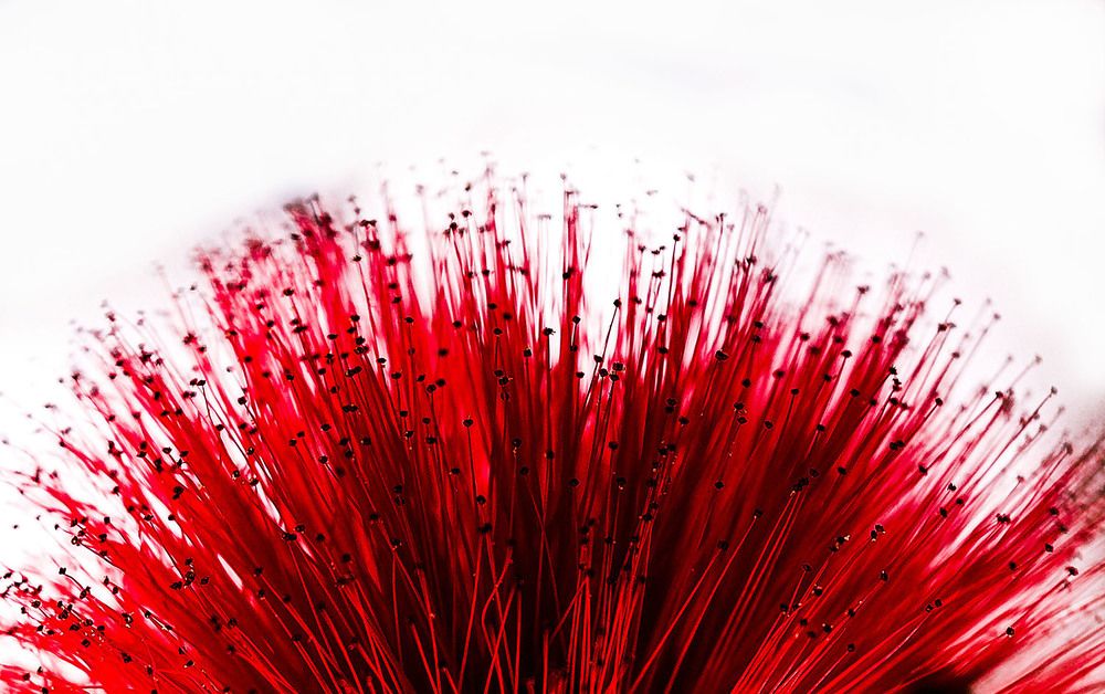 Photograph by Judit Mikol