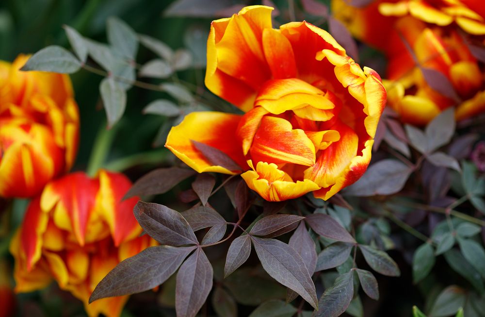 Photograph by Elena Kovrigina