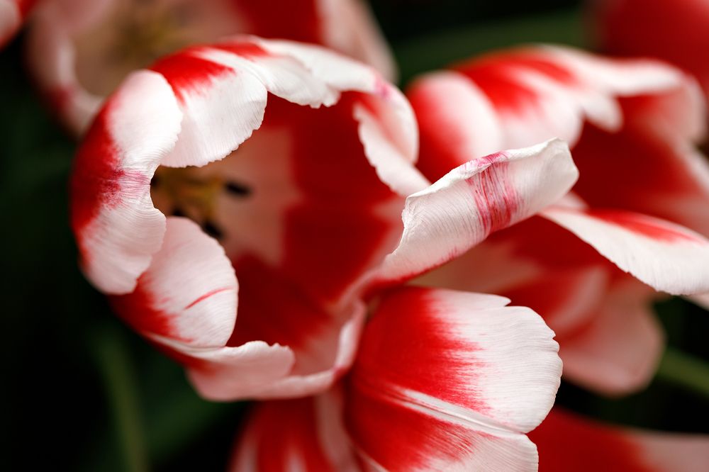 Photograph by Elena Kovrigina