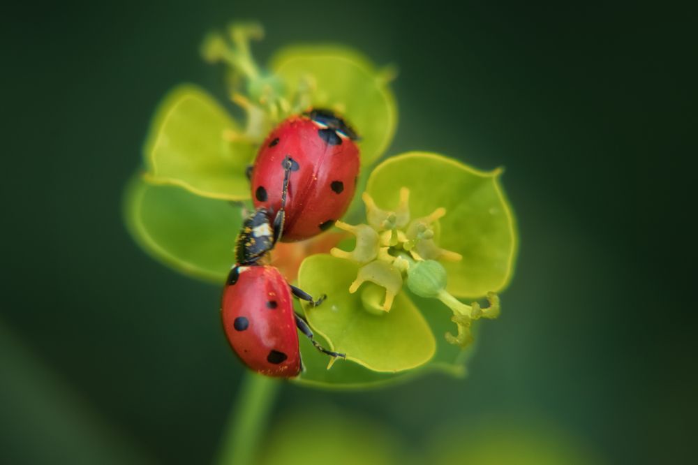 Photograph by Татьяна Колесникова