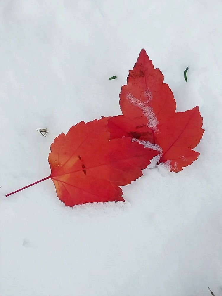 Photograph by Анна Авилочкина