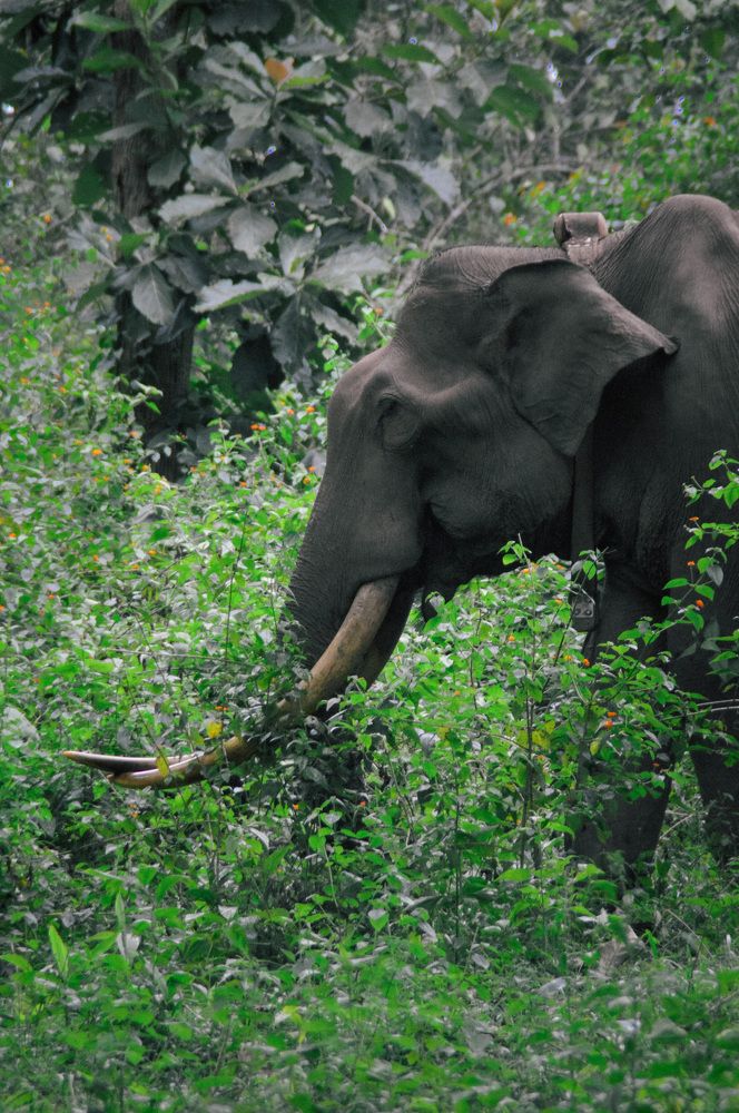 Фотография автора Shibnu