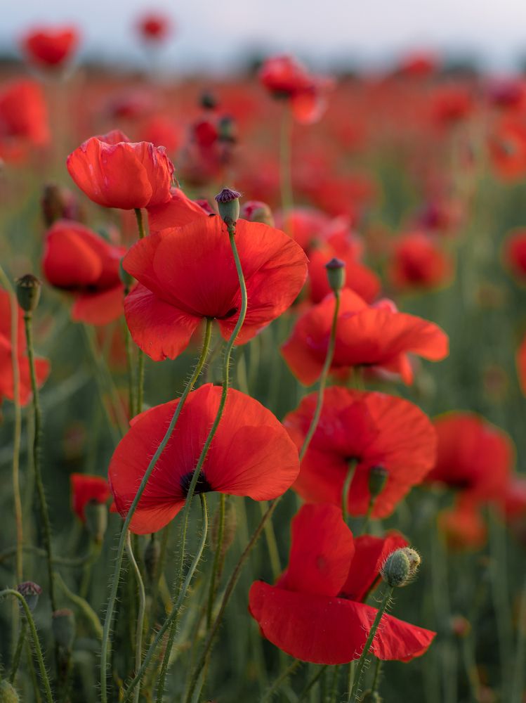 Красные маки