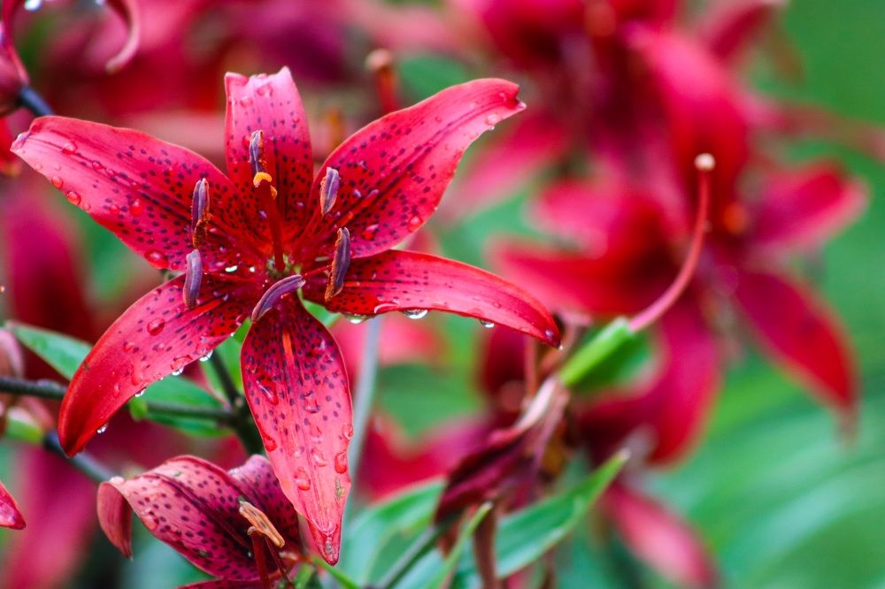 Photograph by Ирина Лисовец