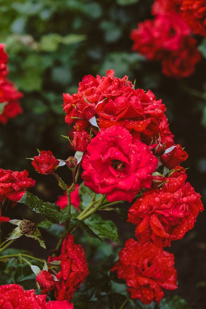 Photograph by Виктория Лавринович