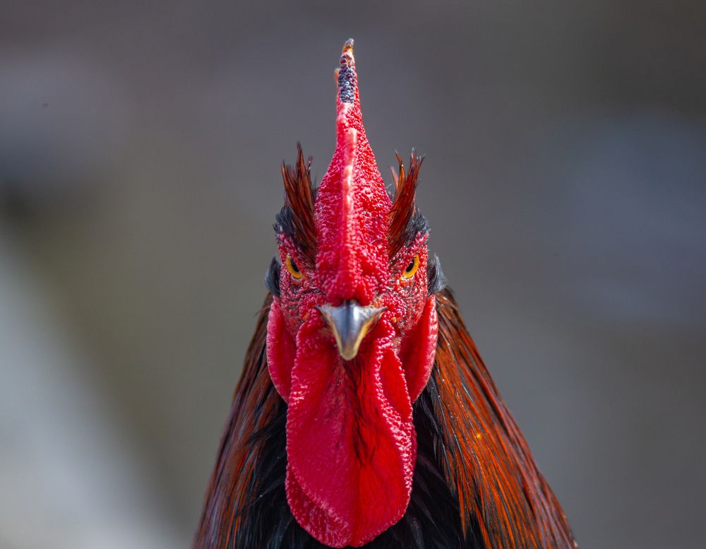 Photograph by Николай Абрамов