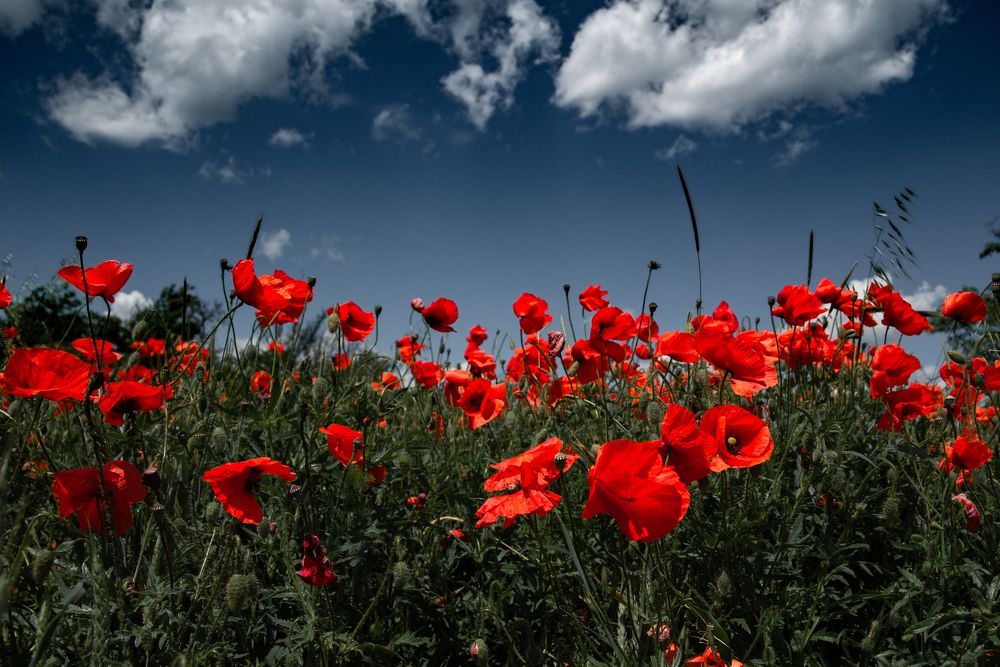 Photograph by Николай Абрамов