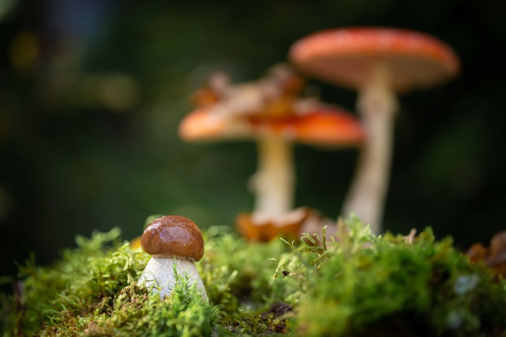 Photograph by Николай Фонарёв