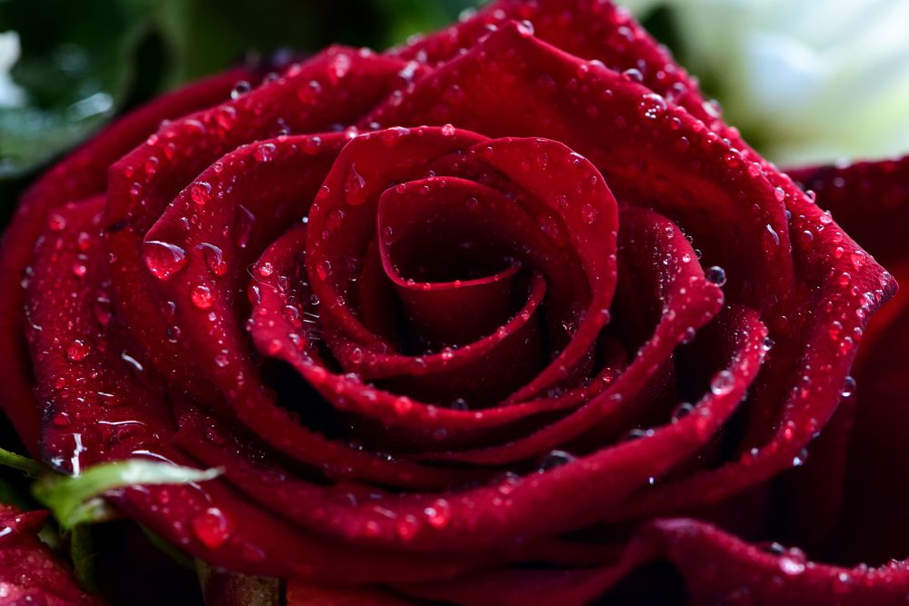 Photograph by Александр Тарасов