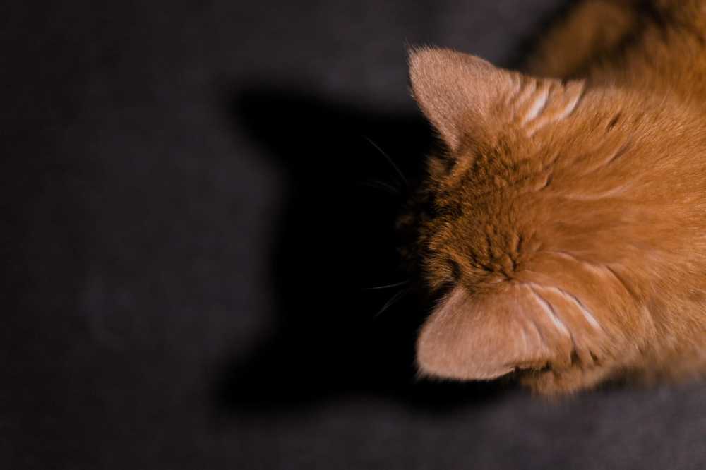 Photograph by Алина Зарифянова