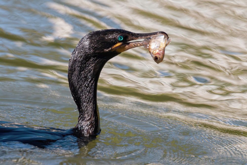 Photograph by Andre Miranda