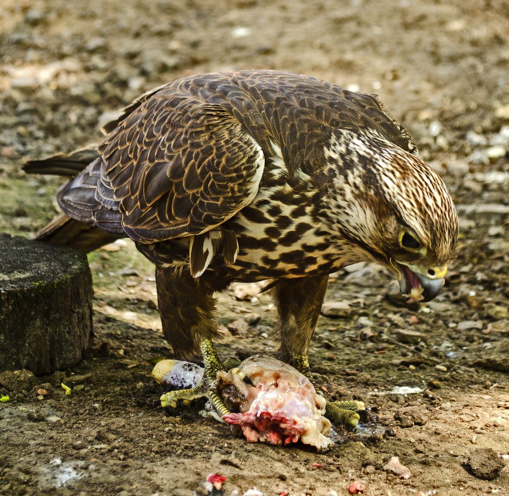Photograph by Евгений Каримов