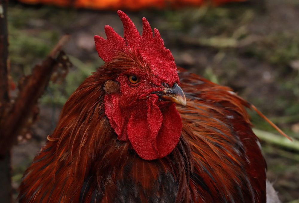 Photograph by Олег Башкуров