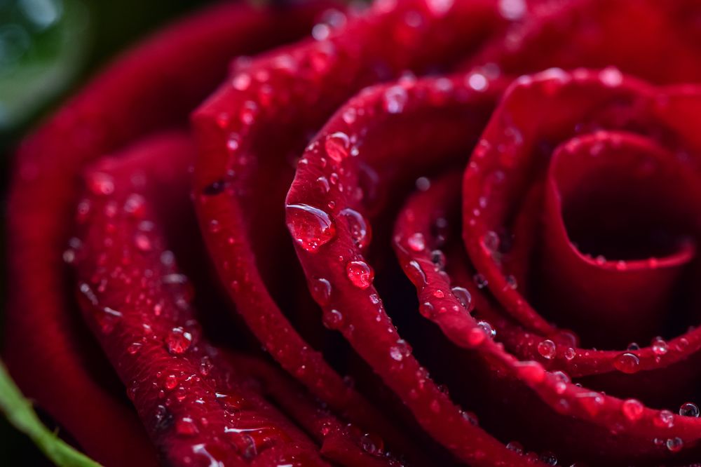 Photograph by Александр Тарасов